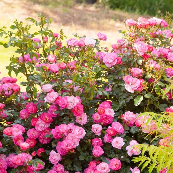 Sunrise Sunset Shrub Rose