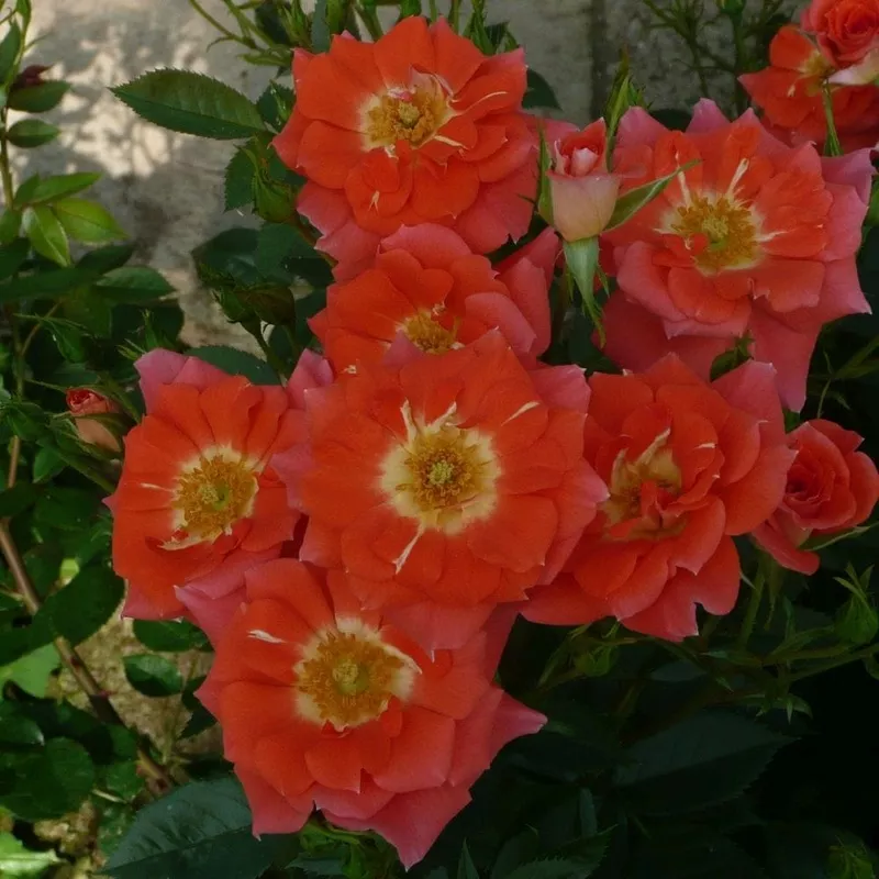 ‘Sunseeker’ Patio Shrub Rose|Plant in a 4.5L Pot|3 Plants in 4.5L Pots
