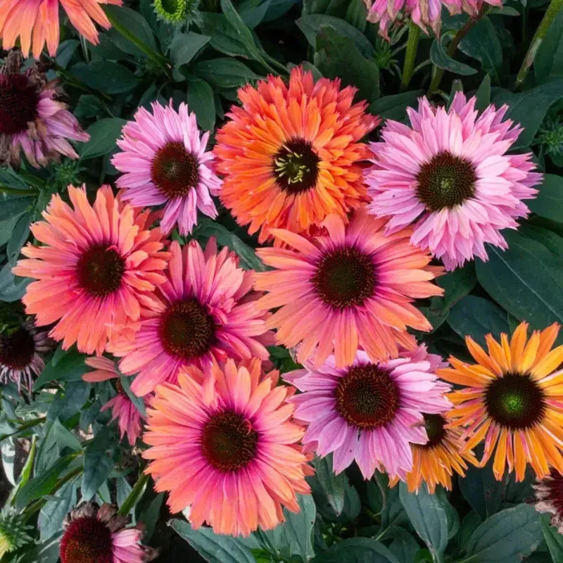Sunseekers™ Rainbow Coneflower