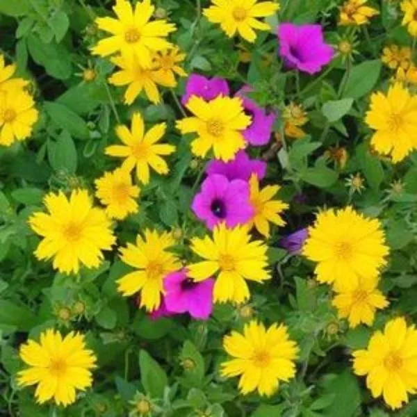 Sunshine Superman Coreopsis