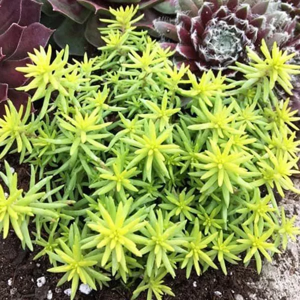 SunSparkler Angelina's Teacup Sedum