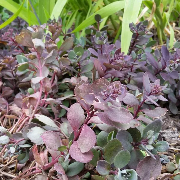SunSparkler Dazzleberry Sedum