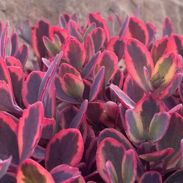 SunSparkler Dazzling Dynamite Sedum