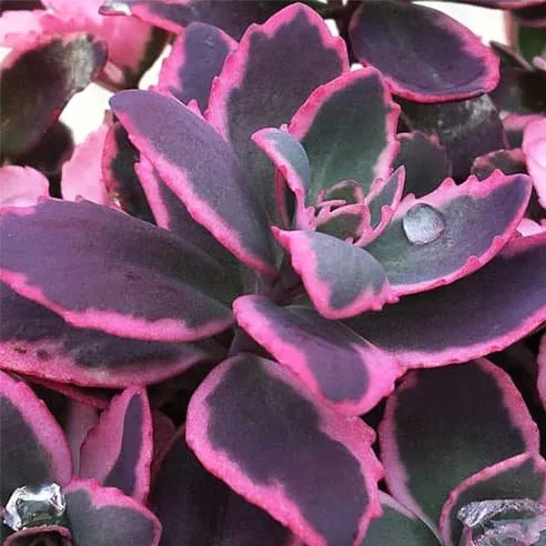 SunSparkler Dream Dazzler Sedum