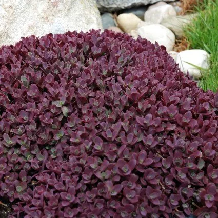 SunSparkler Firecracker Sedum