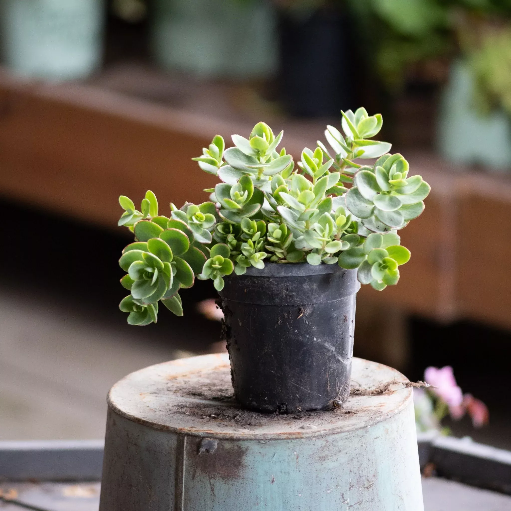SunSparkler Lime Zinger Sedum