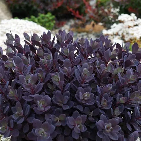 SunSparkler Plum Dazzled Sedum
