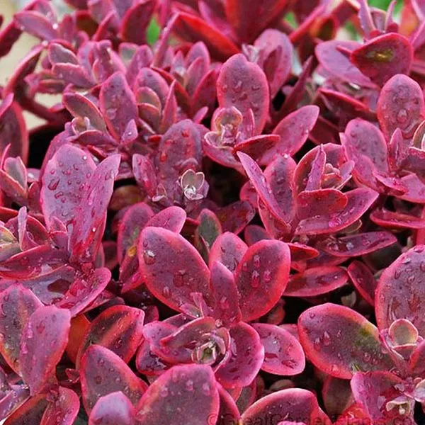 SunSparkler Wildfire Sedum