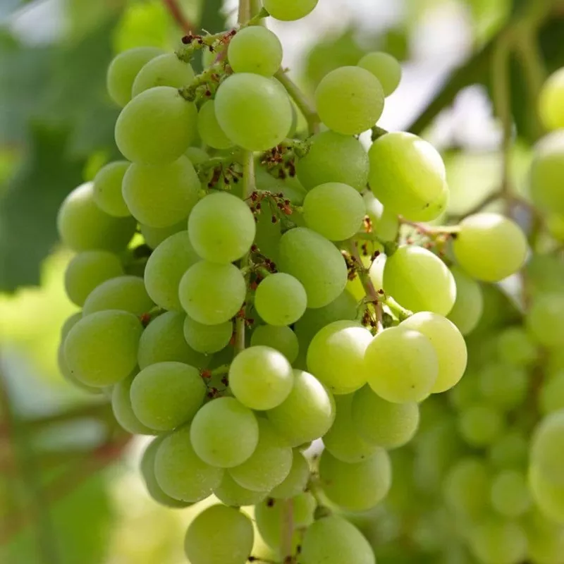 ‘Superior Seedless’ Outdoor Grape Vine
