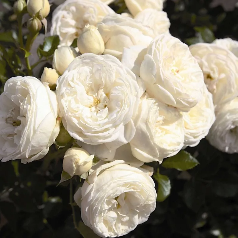 ‘Sweet Child of Mine’ Floribunda Rose