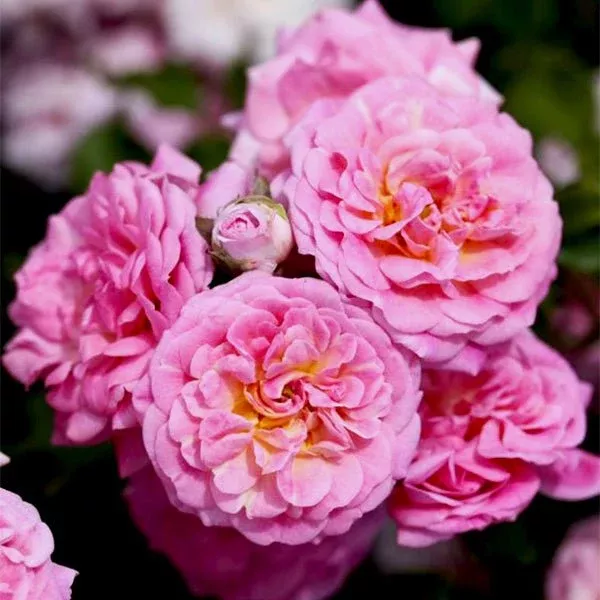 Sweet Drift Rose