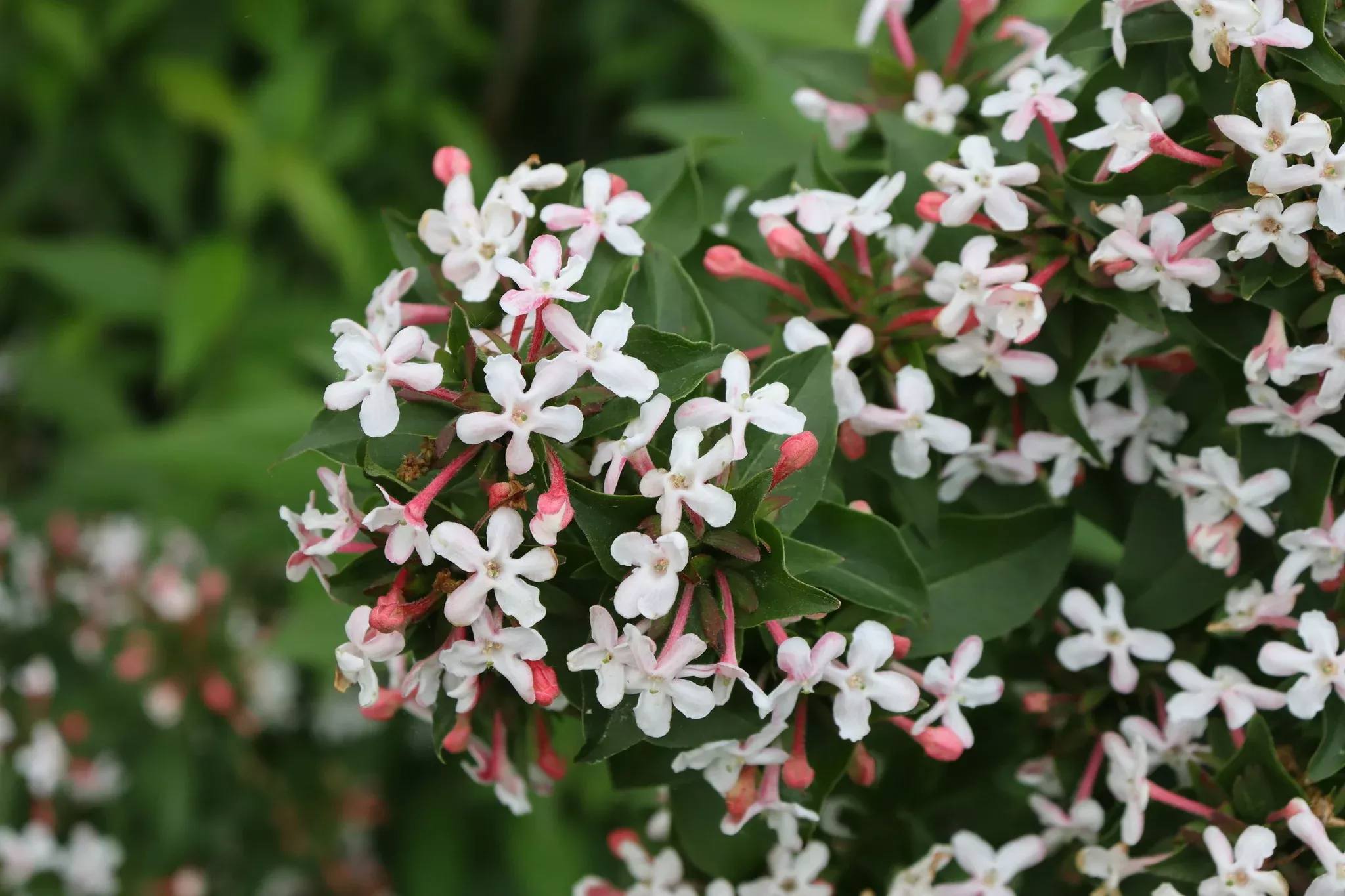 Sweet Emotion Blaze Abelia