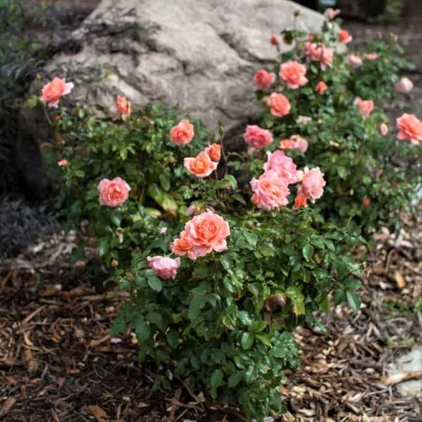Sweet Fragrance Shrub Rose
