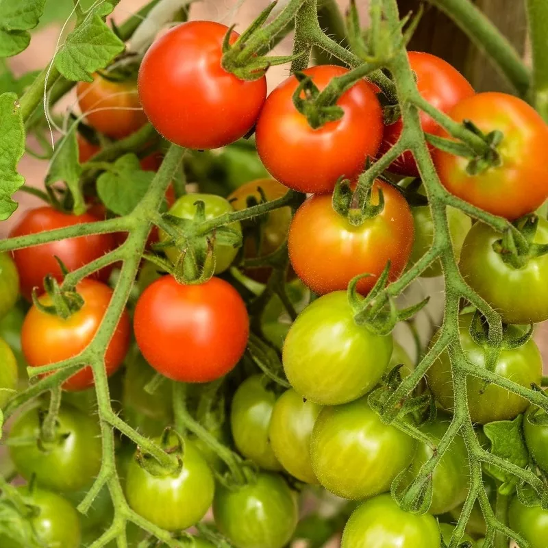 ‘Sweet Million’ Tomato Plant|Garden-Ready Plant in an 8.5cm Pot|3 Garden-Ready Plants in 8.5cm Pots