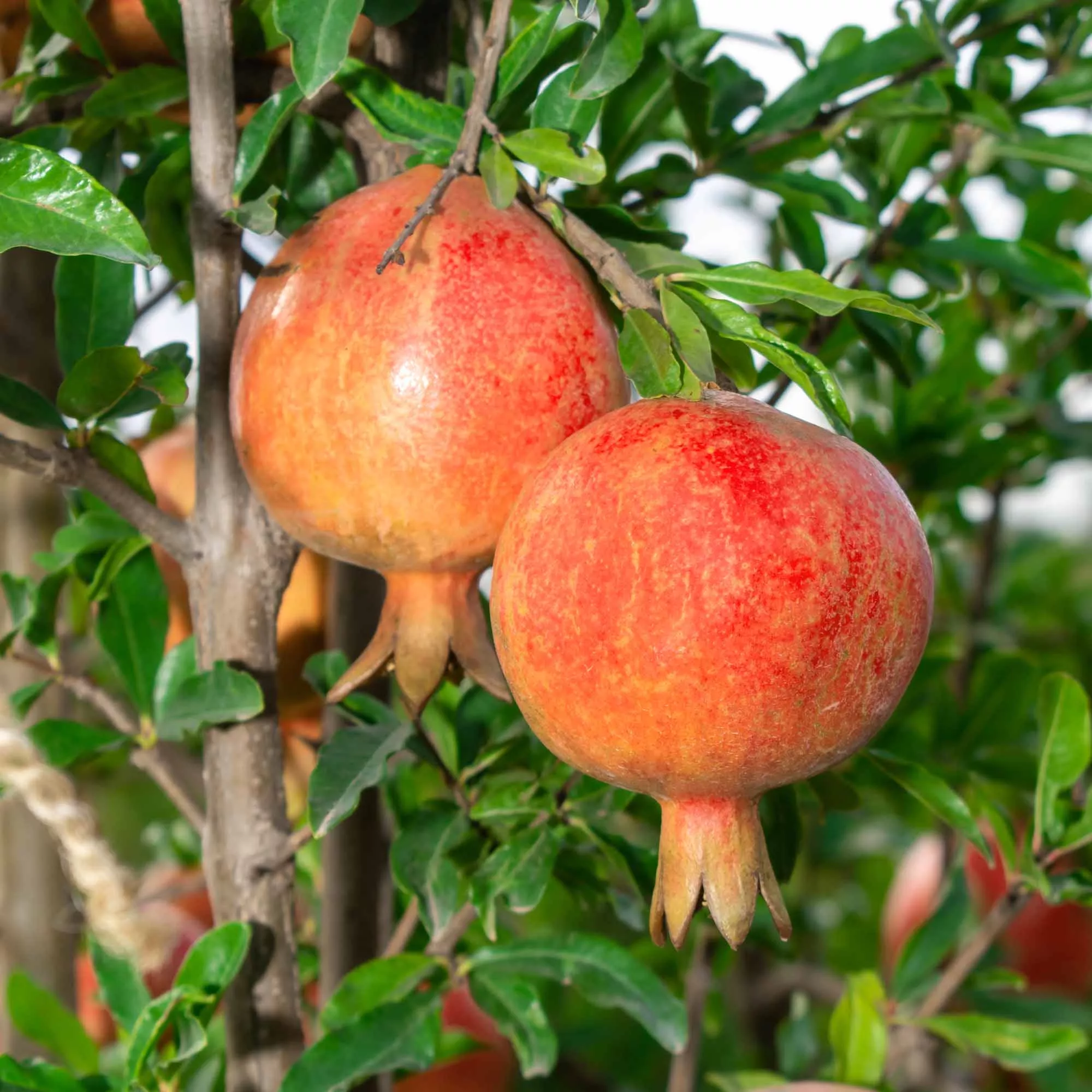 Sweet Pomegranate Tree