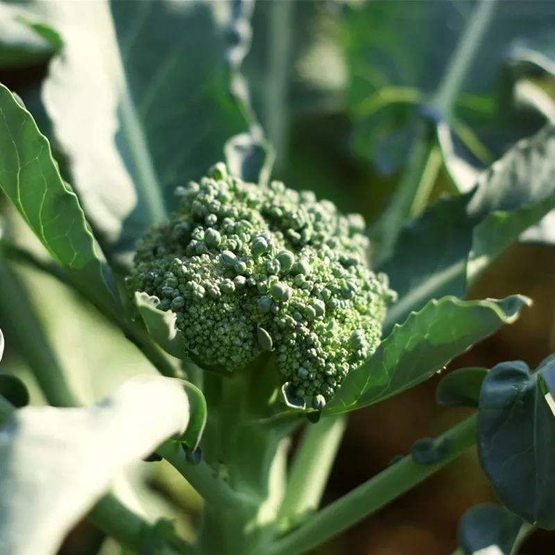 ‘Sweet Stem’ Broccoli Plants|Strip of 8 Plants|2 Strips of 8 Plants