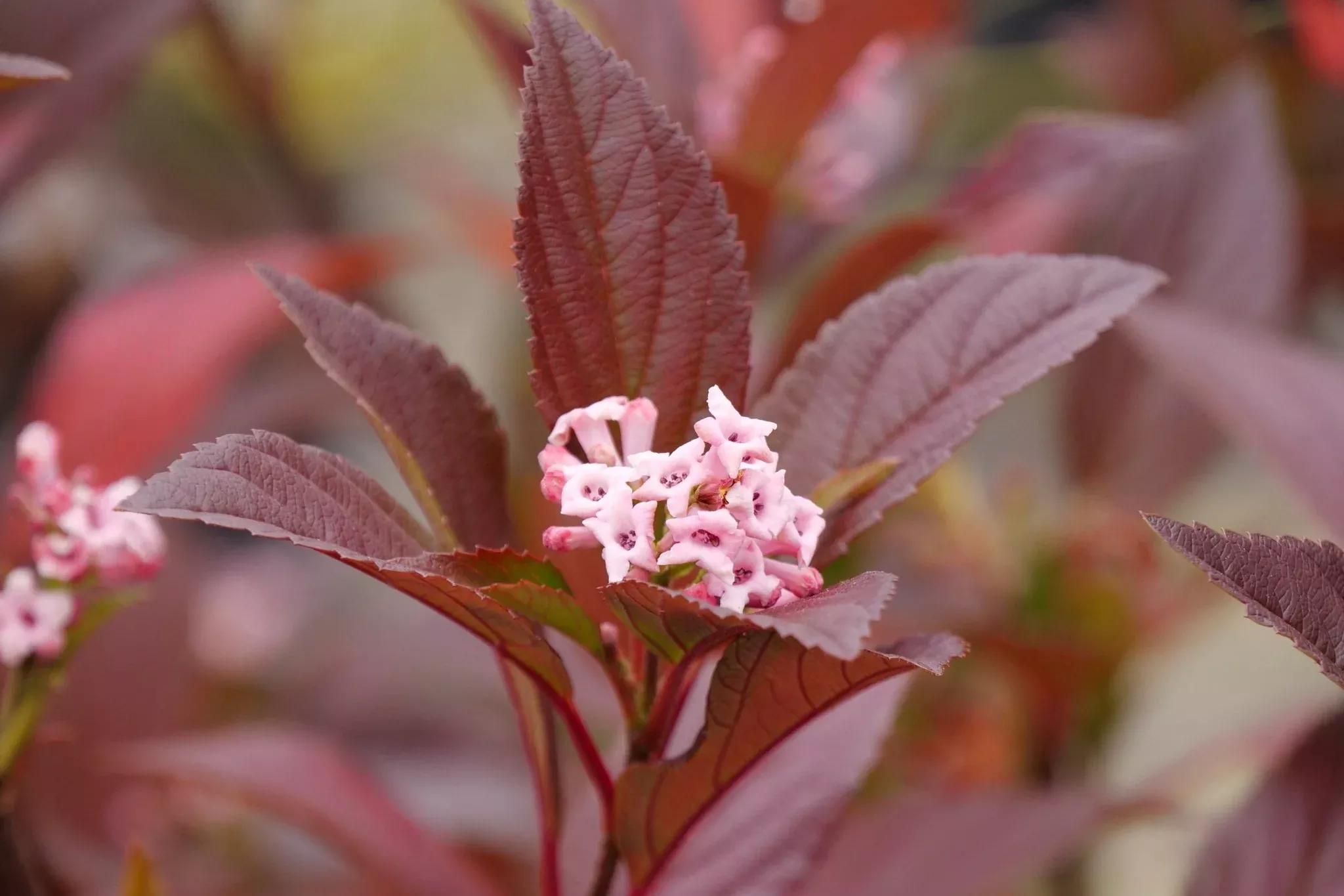 Sweet Talker Fragrant Viburnum