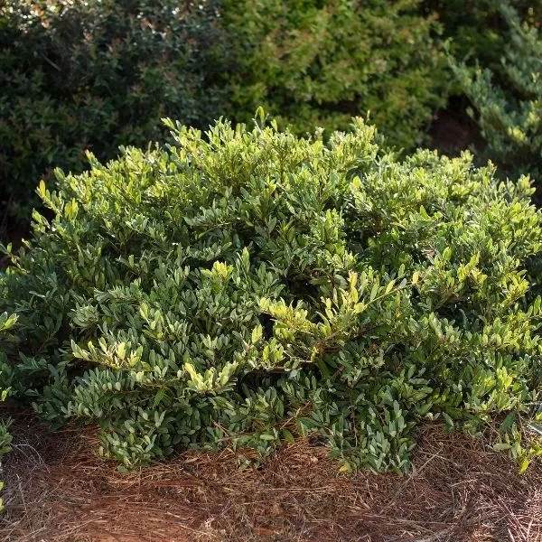 Swing Low Distylium