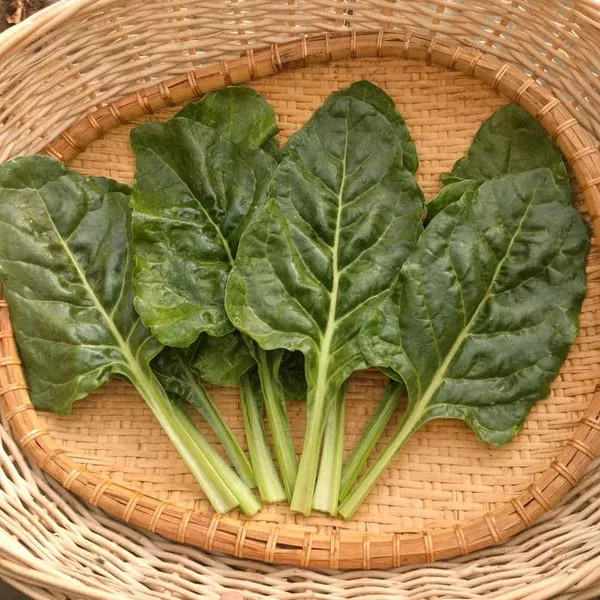 Swiss Chard 'Bietola a Costa Fine' (Beta vulgaris) - Seed AS