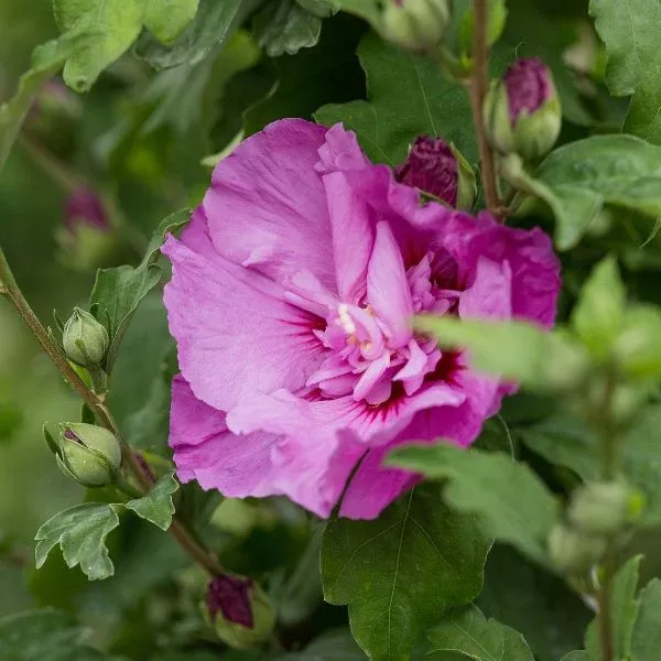 Tahiti™ Rose of Sharon