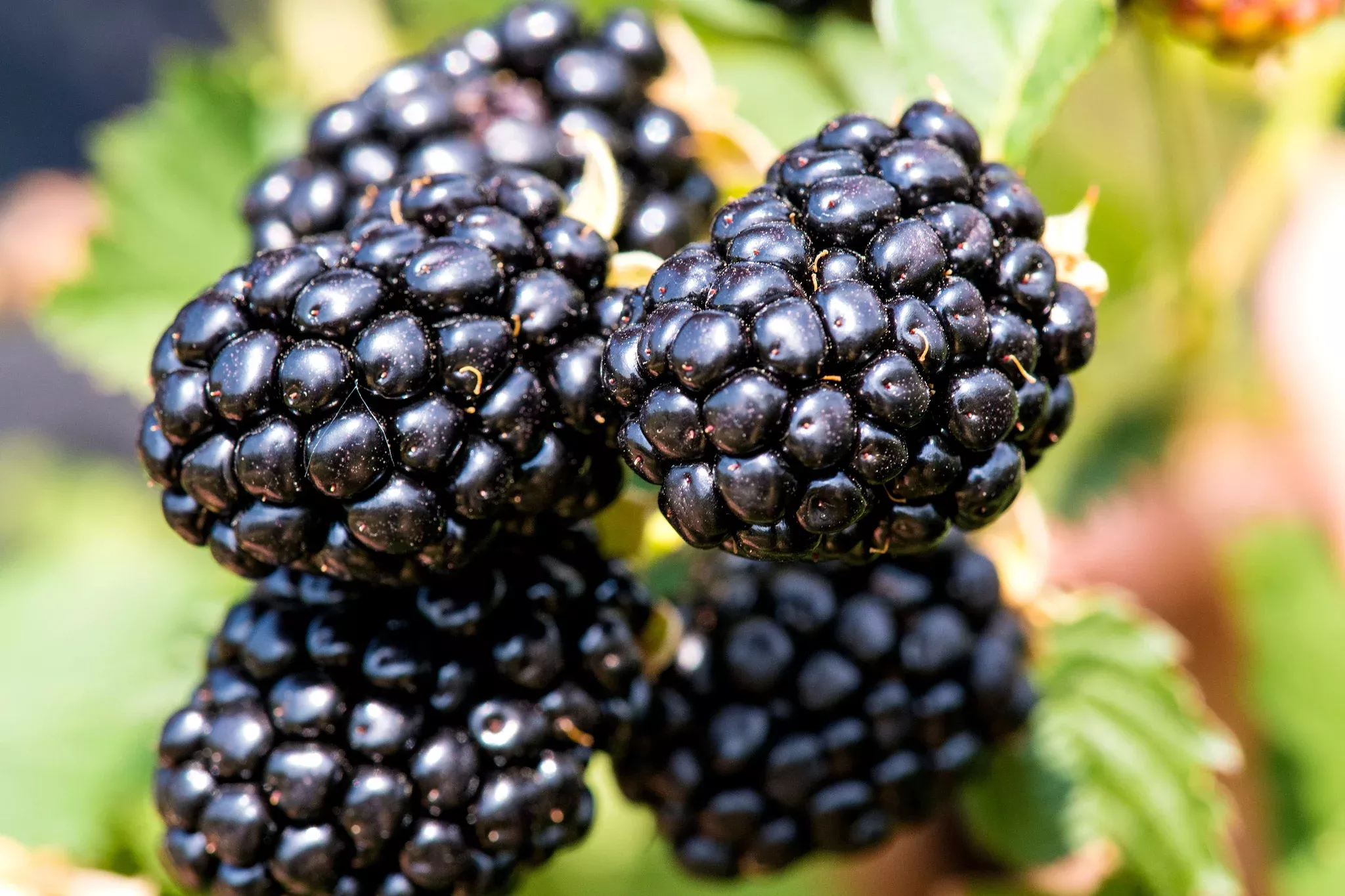 Taste of Heaven Blackberry