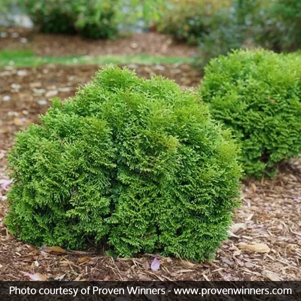 Tater Tot™ Arborvitae