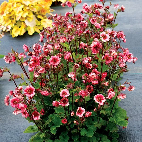 TEMPO™ Rose Geum