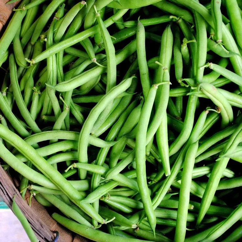 ‘Tendergreen’ Dwarf French Green Bean Plants