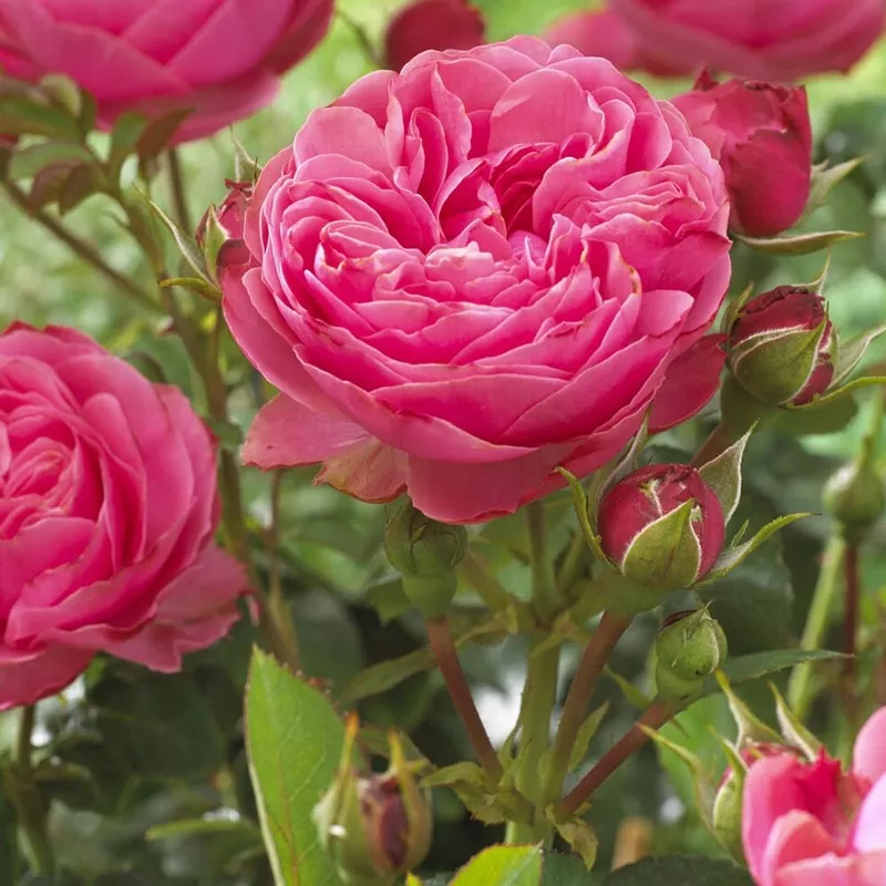 ‘Thank You’ Groundcover Rose|Plant in a 4.5L Pot|2 Plants in 4.5L Pots