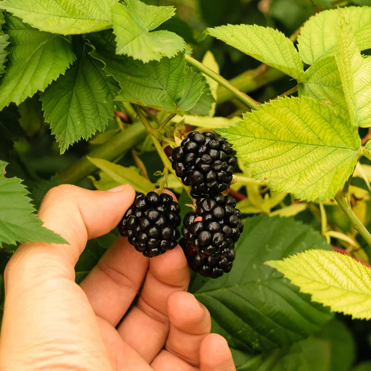 Thornless Triple Crown Blackberry Bush