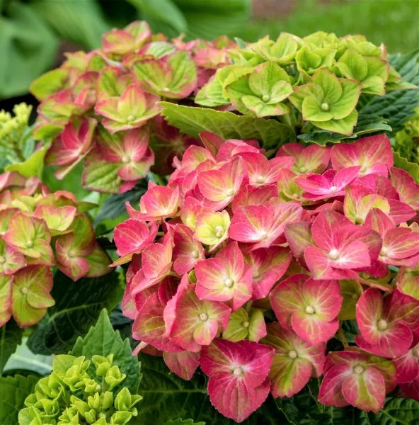 Tilt-a-Swirl Hydrangea