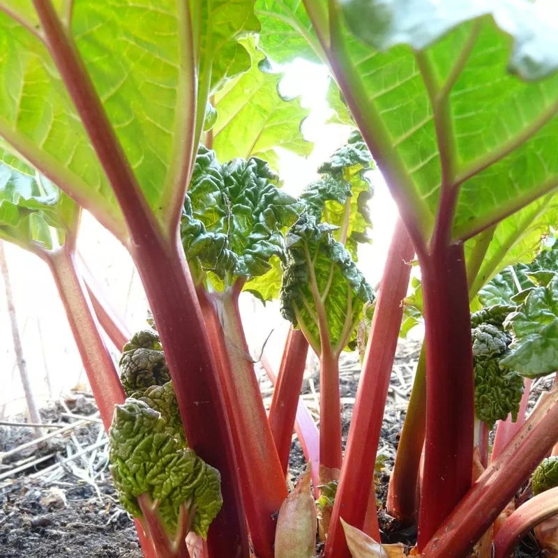 ‘Timperley Early’ Rhubarb Plant