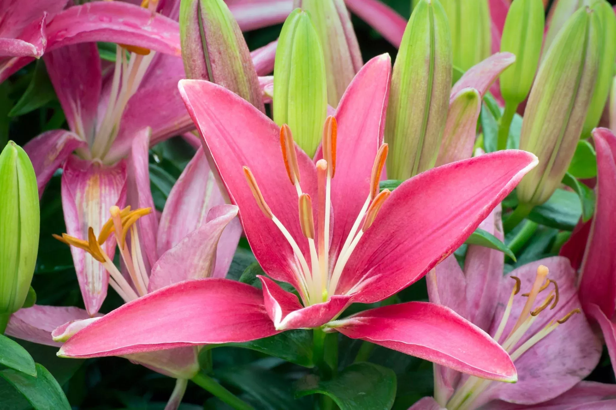 Tiny Pearl Asiatic Lily