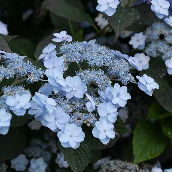 Tiny Tuff Stuff™ Hydrangea
