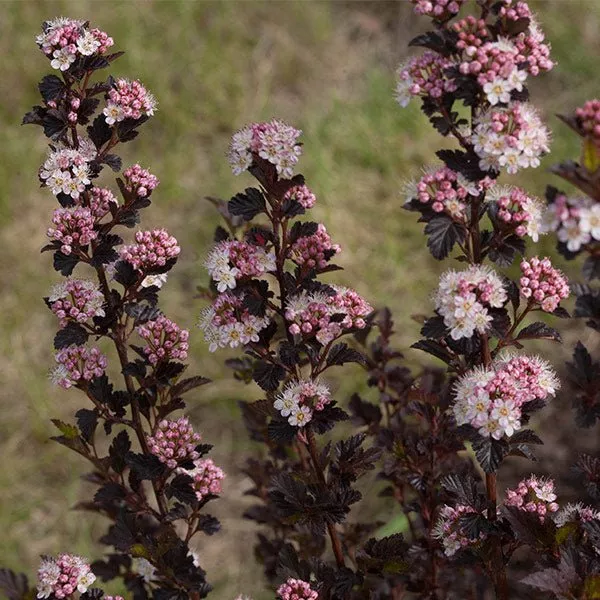 Tiny Wine Ninebark
