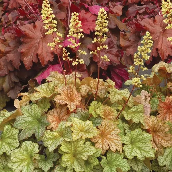 Topaz Jazz Coral Bells