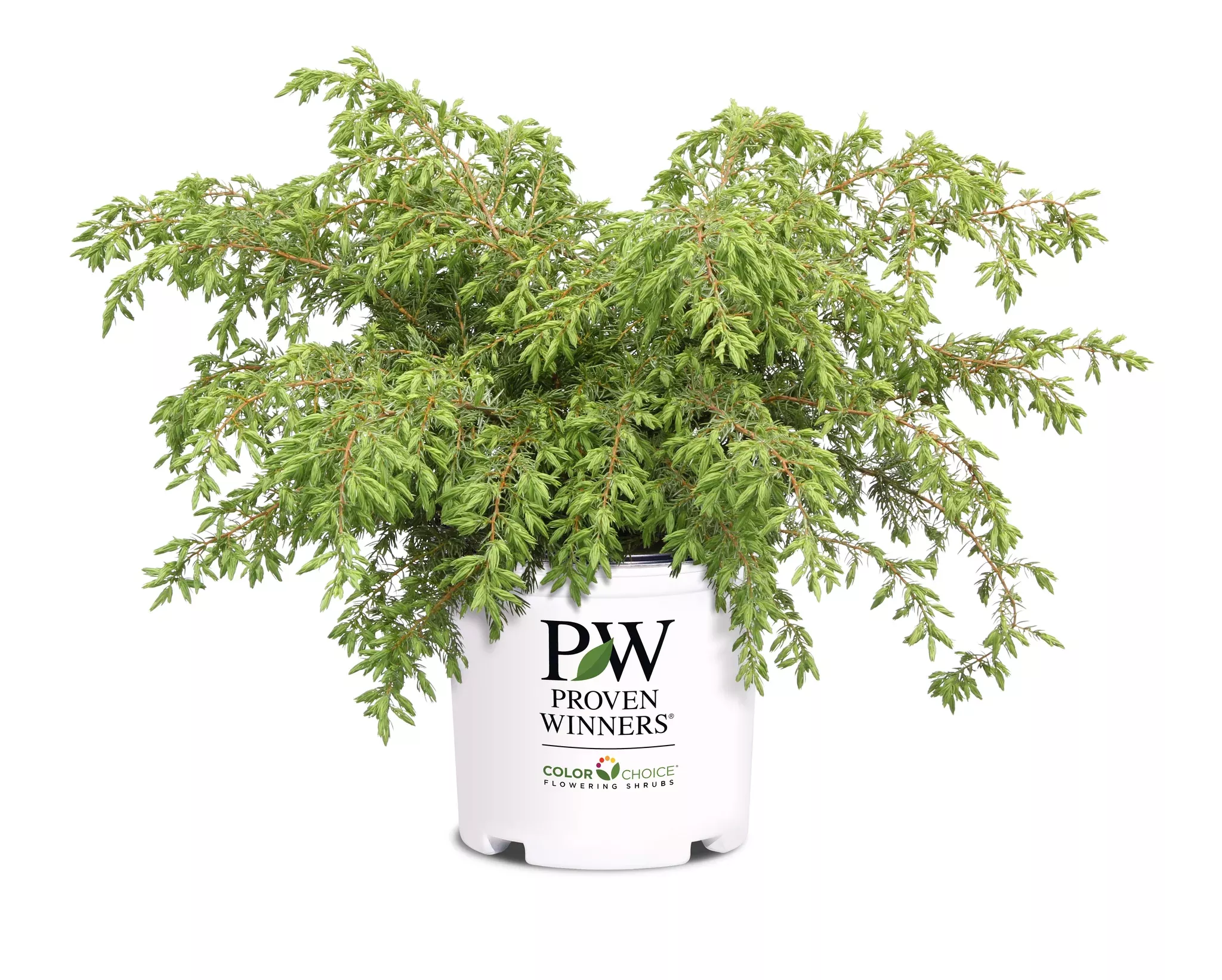 Tortuga Juniper
