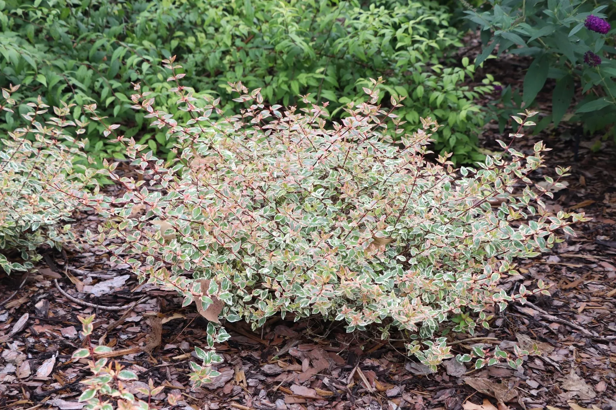 Tres Amigos Abelia