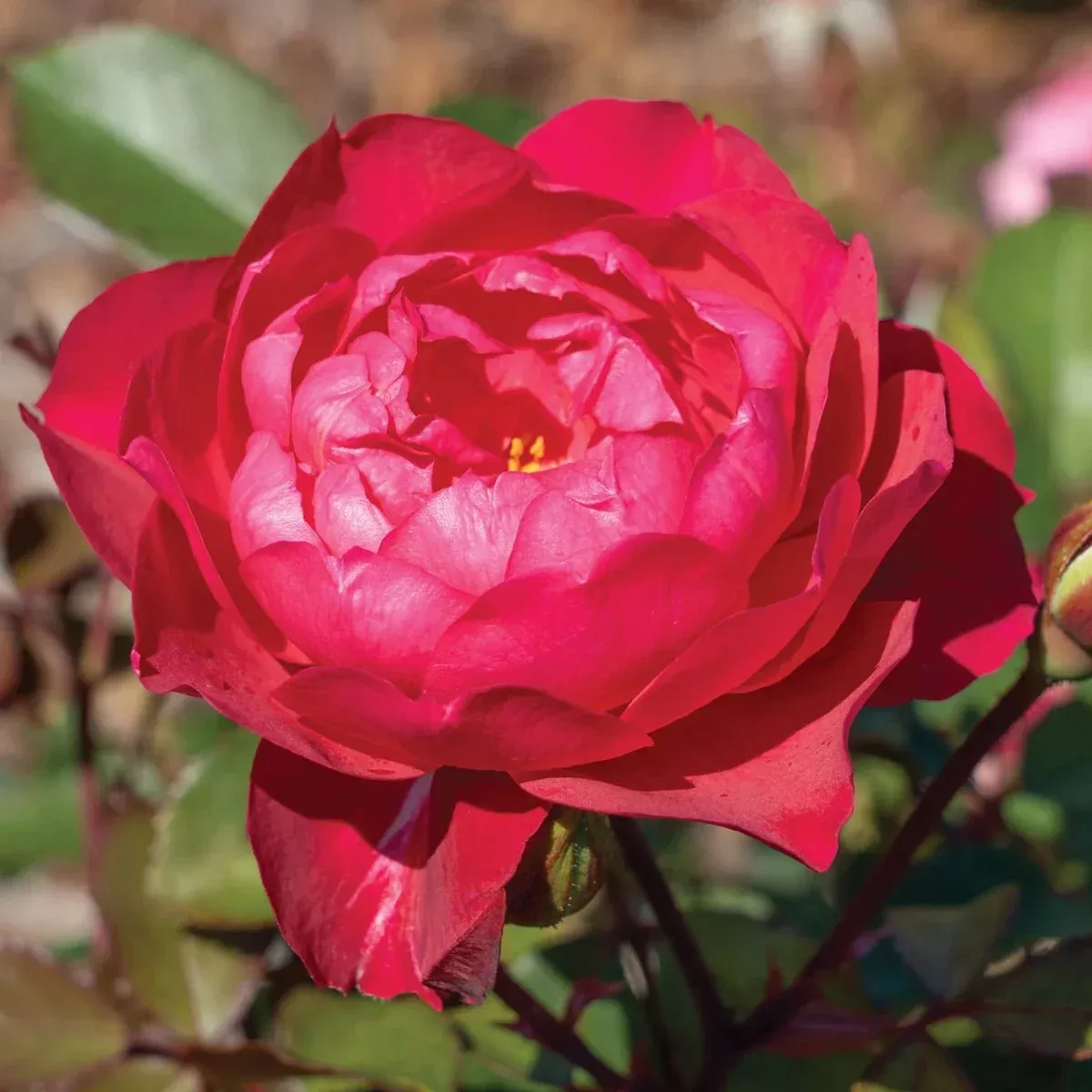 Triple Knock Out Rose