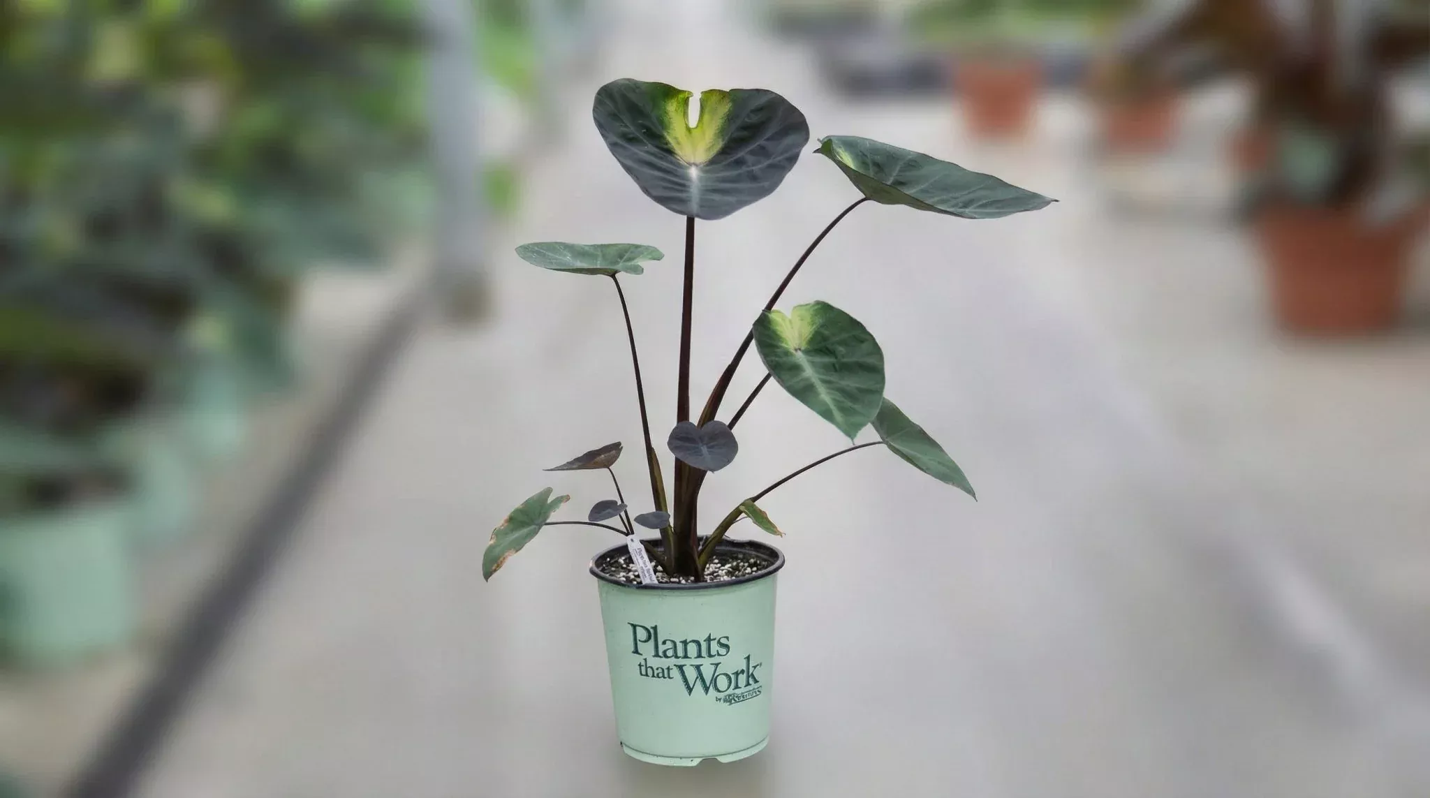 Tropical Storm Elephant Ear