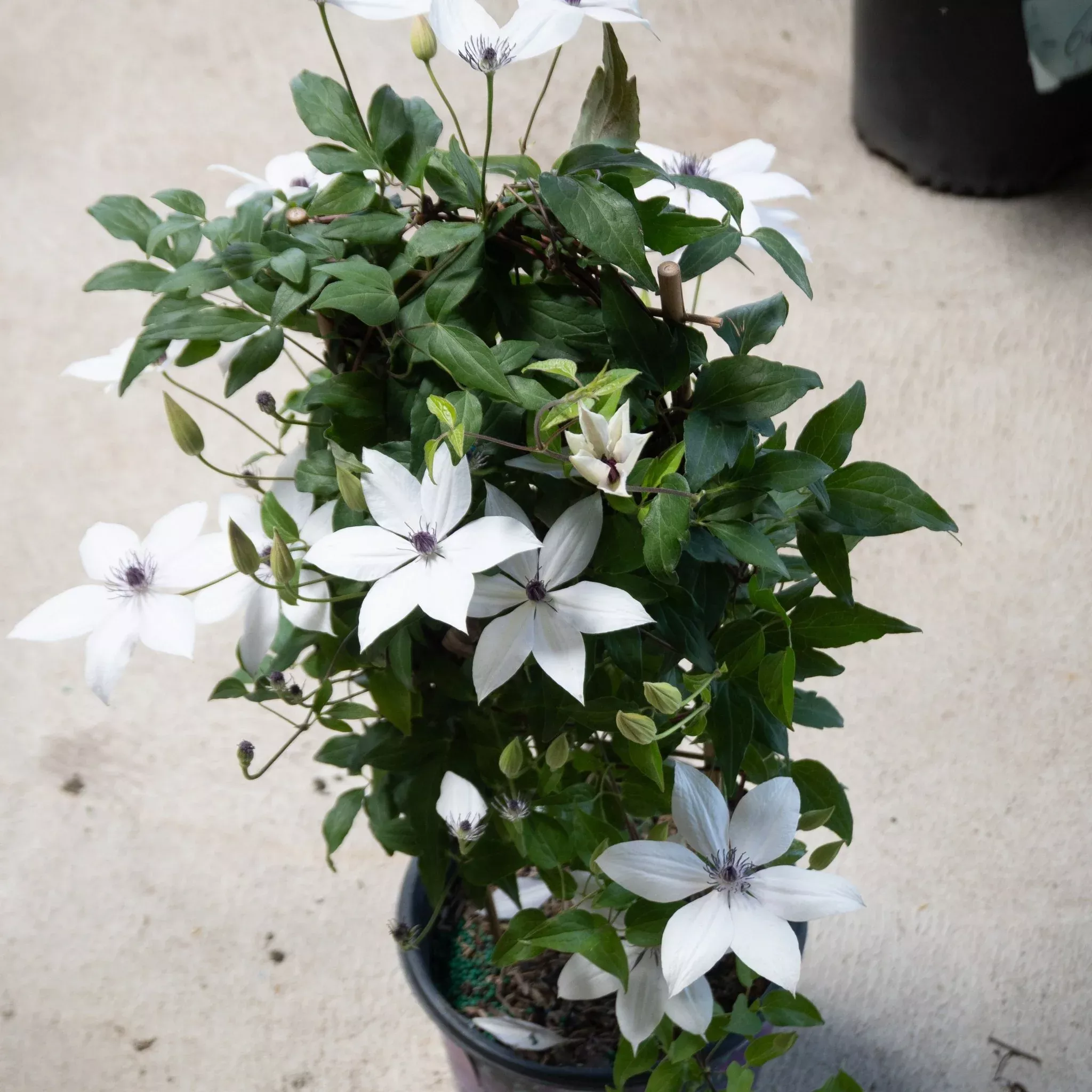 Tsukiko™ Clematis