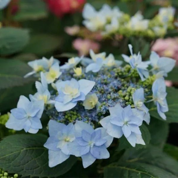 Tuff Stuff Ah - Ha Hydrangea