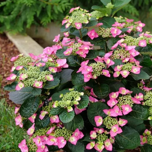 Tuff Stuff Top Fun™ Reblooming Mountain Hydrangea