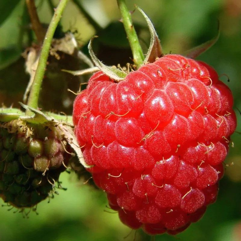 ‘Tulameen’ Raspberry Plants|Plant in a 3L Pot|3 Plants in 3L Pots|5 Bare Root Canes
