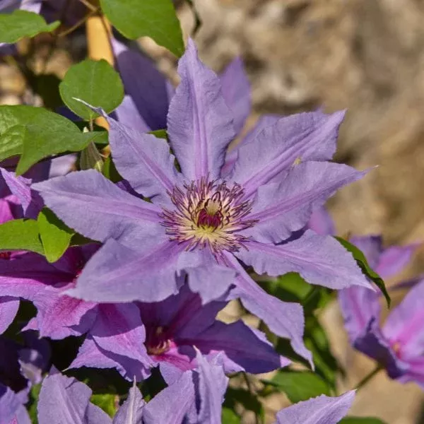Tumaini™ Clematis