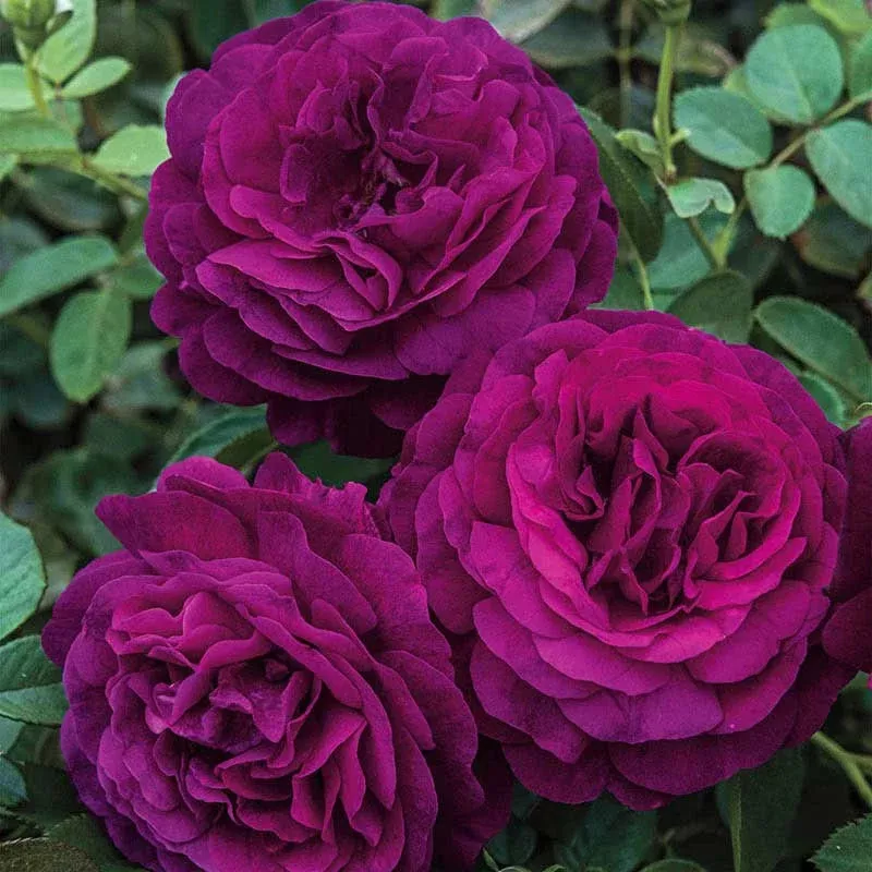 Twilight Zone™ Grandiflora Rose