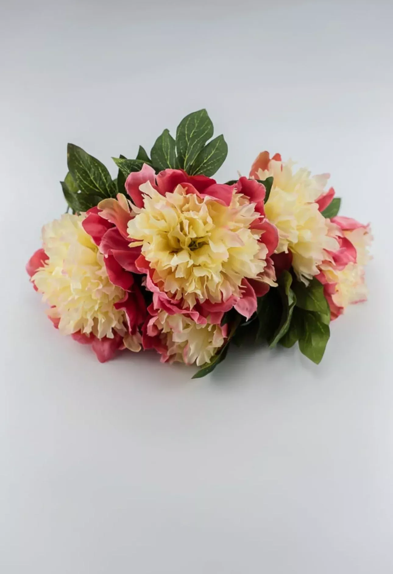 Two tone coral and soft yellow Peony bush