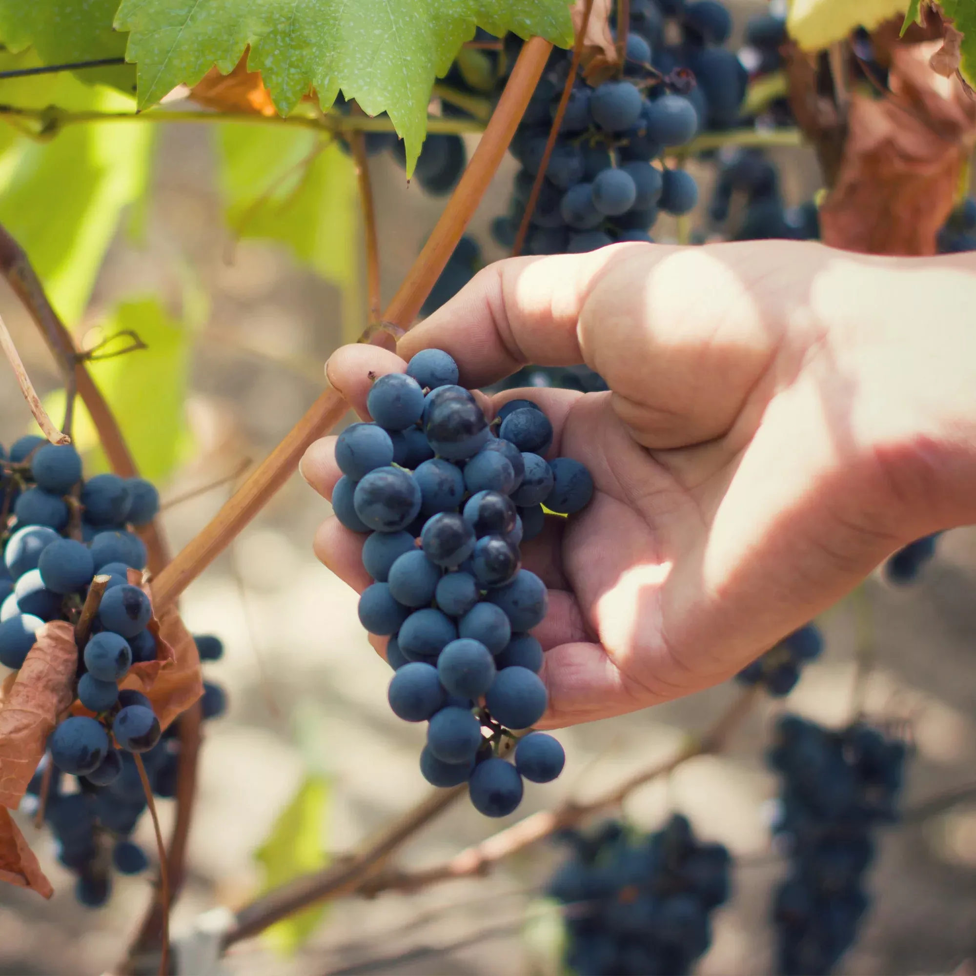 Valiant Grape Vine
