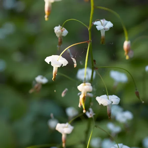 Vancouveria hexandra (Inside Out Flower) Seed Packet EO