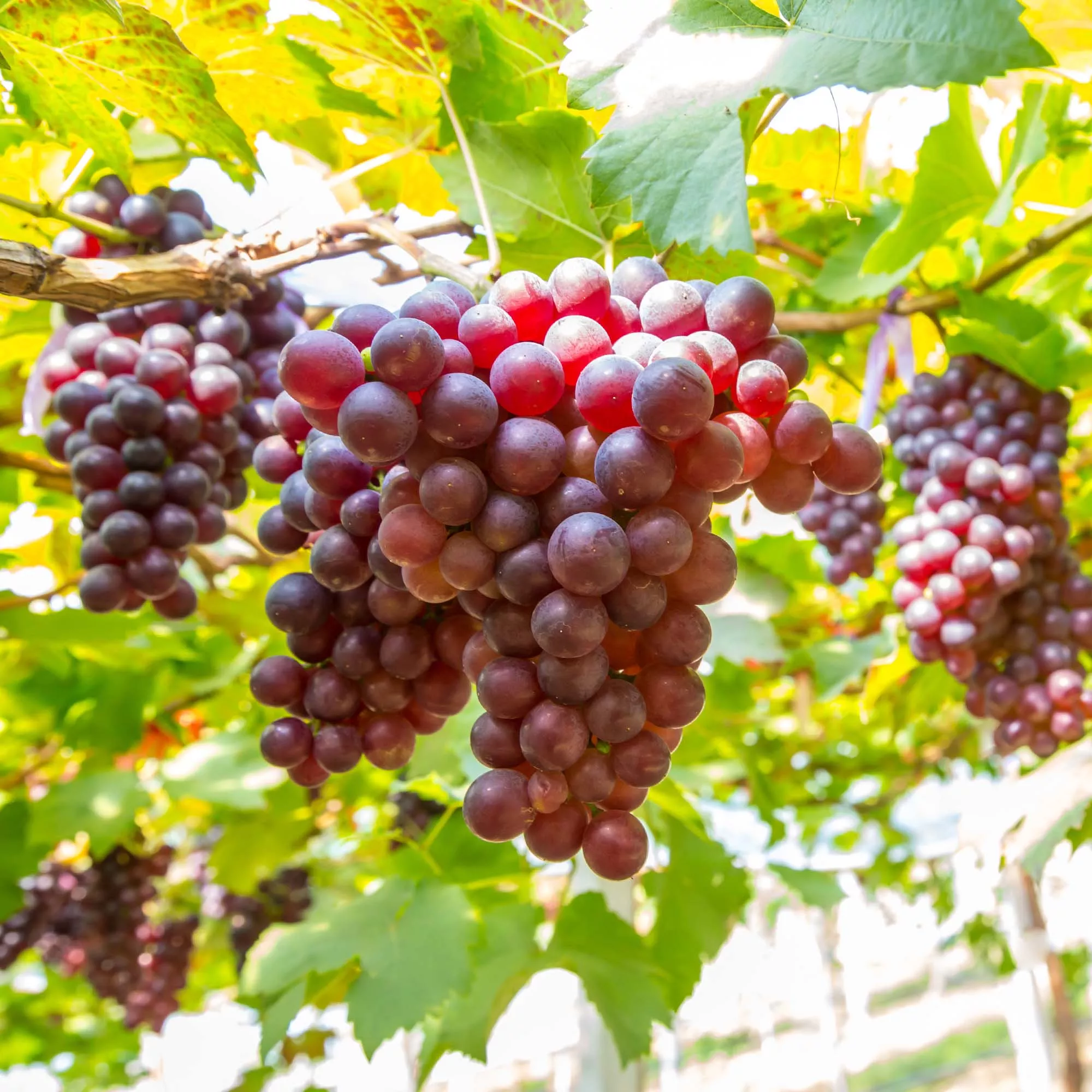 Vanessa Grape Vine